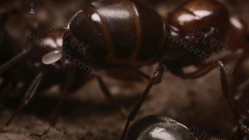 芝麻爱科学的剧照截图5