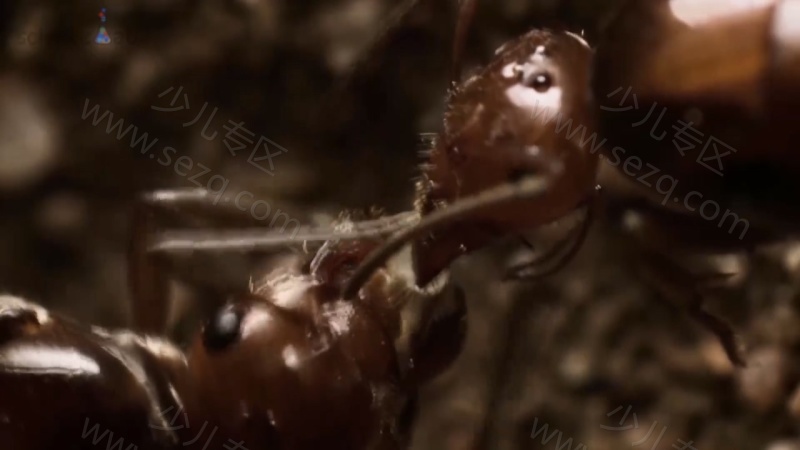 芝麻爱科学的剧照截图6