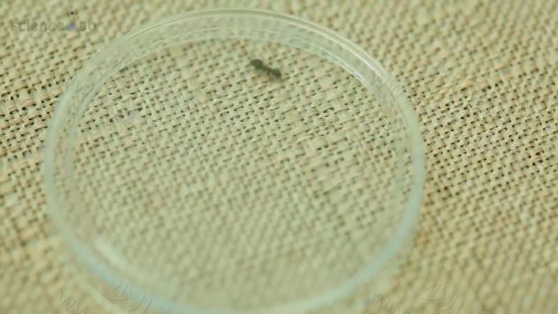 芝麻爱科学的剧照截图2