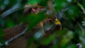 自然纪录片《小小世界 Tiny World》全6集 英语中字 4K/MP4/14.16GB 下载