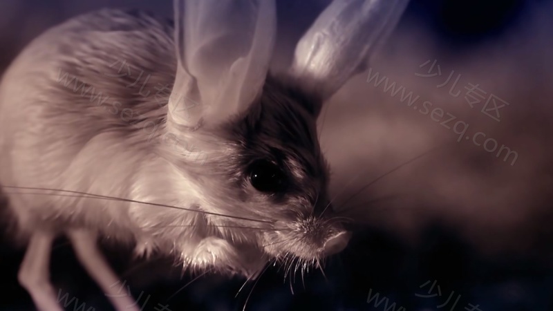 安迪的动物宝宝的剧照截图4