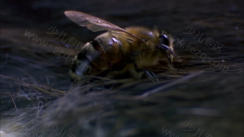 安迪的野外冒险的剧照截图5