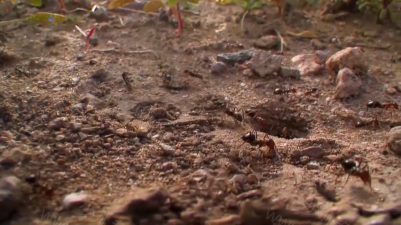 芝麻爱科学的剧照截图7