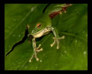 益智动画片《巧虎宝宝版1~2岁 2012年1月~12月》全12集 国语版 高清/MVB/1.45GB 下载
