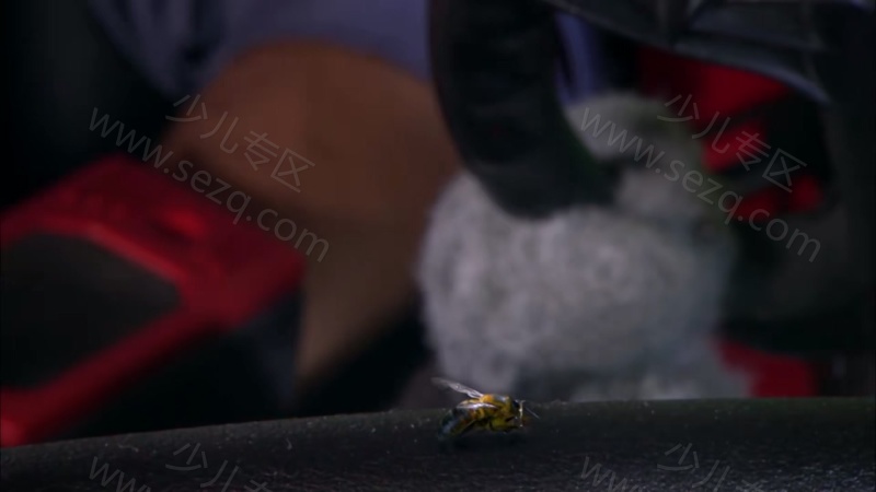 安迪的野外冒险的剧照截图3