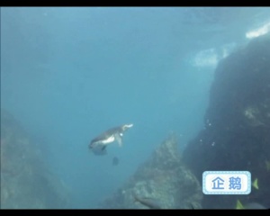 益智动画片《巧虎学习版5~6岁 2016年1月~12月》全4集 国语版 高清/MP4/2.60GB 下载