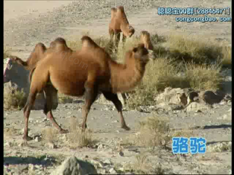 巧虎幼幼版2~3岁2011年1月~12月的剧照截图3